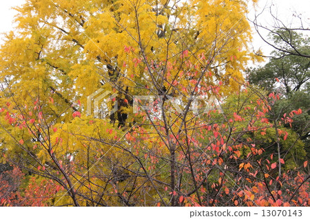 Gingko's yellow leaves Gingko's yellow leaves 13070143