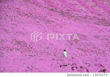 Toigakko Shiba櫻花公園 13070173