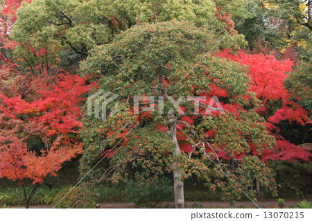 Yoseisei-en garden Yoseisei-en garden 13070215