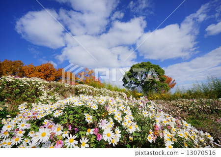 Binji and autumn sky 13070516