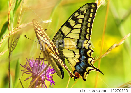 swallowtail butterfly, Papilio machaon 13070593