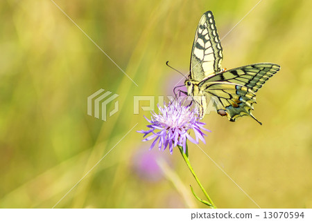 swallowtail butterfly, Papilio machaon swallowtail butterfly, Papilio machaon 13070594