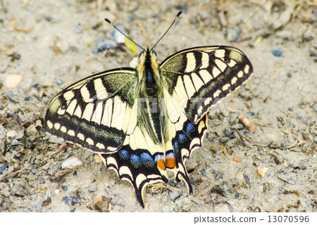 swallowtail butterfly, Papilio machaon swallowtail butterfly, Papilio machaon 13070596