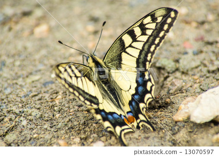 swallowtail butterfly, Papilio machaon 13070597