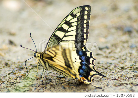 swallowtail butterfly, Papilio machaon swallowtail butterfly, Papilio machaon 13070598