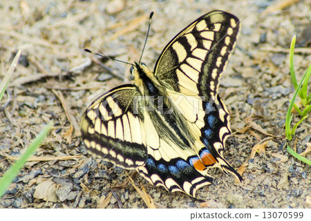 swallowtail butterfly, Papilio machaon swallowtail butterfly, Papilio machaon 13070599