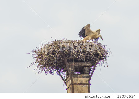 stork in a nest stork in a nest 13070634