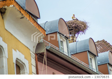 stork in a nest stork in a nest 13070635
