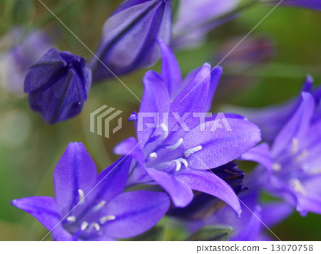 Star shaped broardia (purple) 13070758