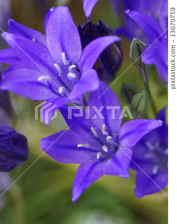 Star shaped broardia (purple) 13070759