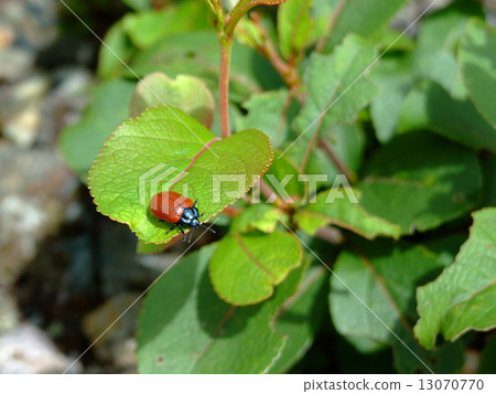 Dolonoke beetle 13070770