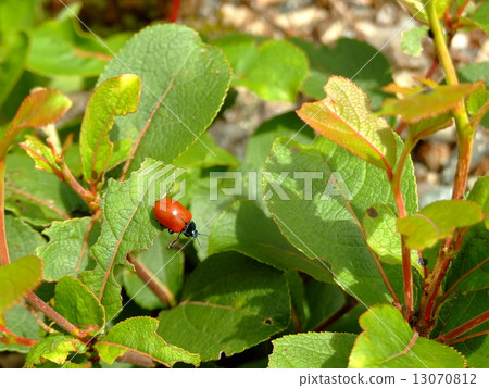 Dolonoke beetle 13070812