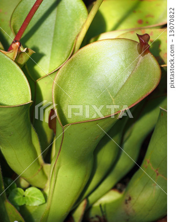 Herrianpora 13070822