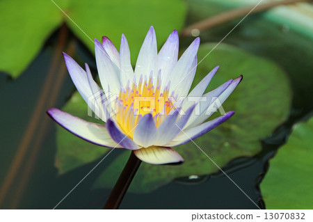 Tropical water lily Tropical water lily 13070832