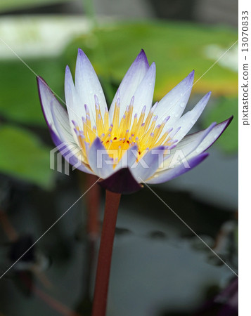 Tropical water lily 13070833