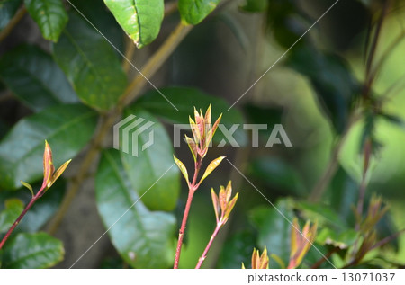 Sprouts of Kinmokusei Sprouts of Kinmokusei 13071037
