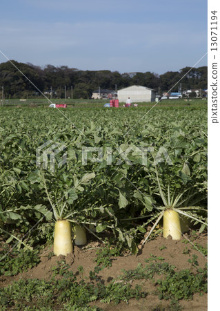 Daikon field 13071194