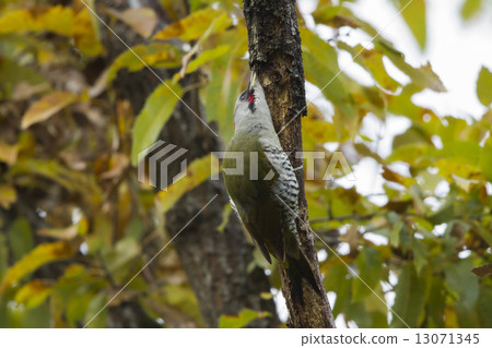 Wild birds of Kyoto garden (Aogera) Wild birds of Kyoto garden (Aogera) 13071345