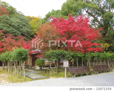 第十一個寺廟的楓樹秋天的葉子和Rakuan的北部和秋季葉子 第十一個寺廟的楓樹秋天的葉子和Rakuan的北部和秋季葉子 13071359