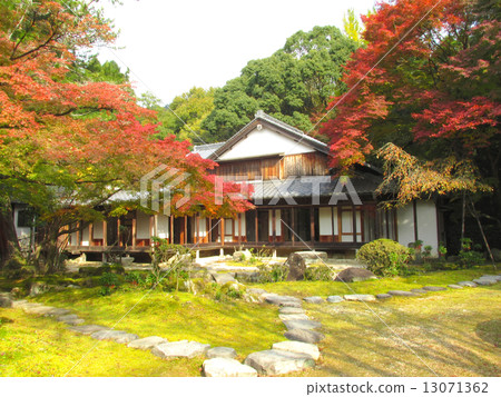 與秋季葉子和秋葉的Momiji秋季葉子 13071362