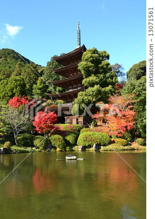Rurikoji寺5層和秋葉 Rurikoji寺5層和秋葉 13071561