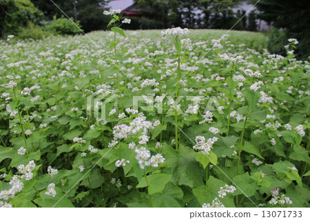  Flower garden 13071733