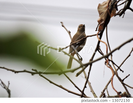 Kotobuki Kotobuki 13072130
