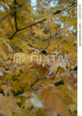 黃葉在第一次霜凍時顫抖 -  1 13072147