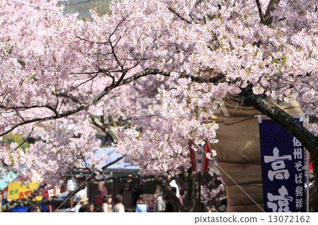 Cherry blossoms of Takati Castle 13072162