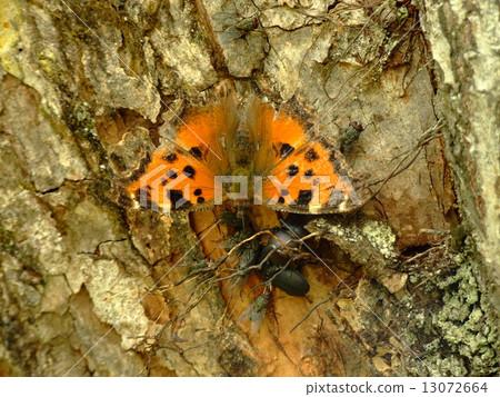 Heredome horse 13072664