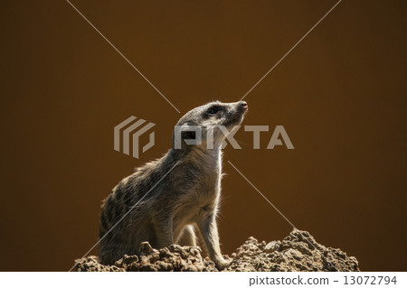 狐獴 狐獴 13072794