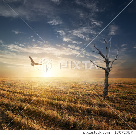Dry tree in autumnn field Dry tree in autumnn field 13072797