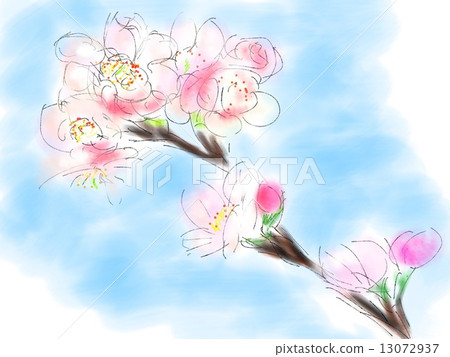櫻花圖 13072937