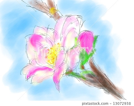 櫻花圖 櫻花圖 13072938