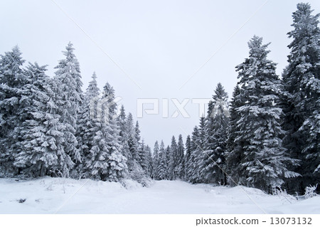 Snowbound spruces in the Carpathians, Ukraine Snowbound spruces in the Carpathians, Ukraine 13073132