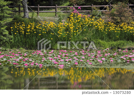 Torto mountain park water lily and yellow ili Torto mountain park water lily and yellow ili 13073280