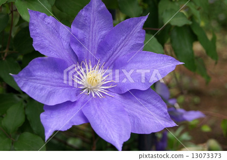 Purple clematis (H. F. Young) Purple clematis (H. F. Young) 13073373
