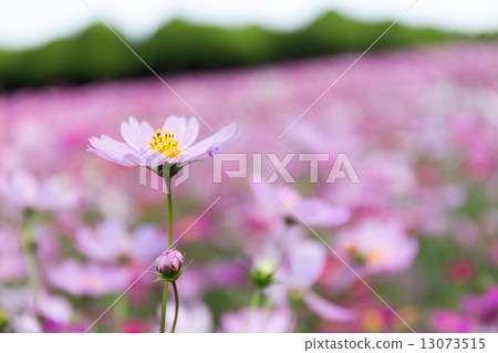 Cosmos of Nokojima Cosmos of Nokojima 13073515