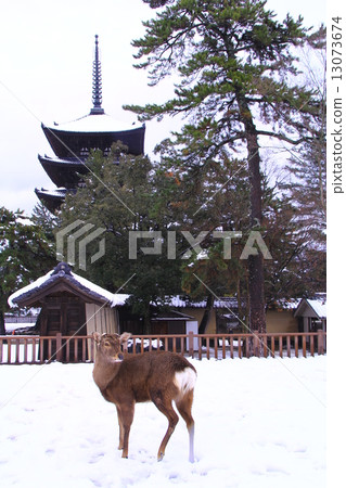 Kofukuji寺廟（奈良）五層塔 13073674
