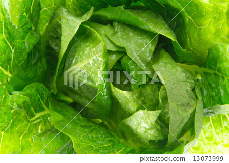 Romaine lettuce 13073999