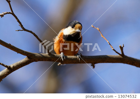 Yamagara停在樹枝 13074532