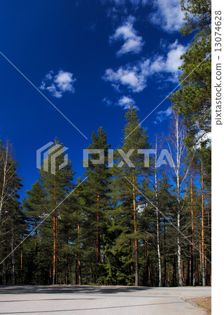 The forest and the sky. The forest and the sky. 13074628