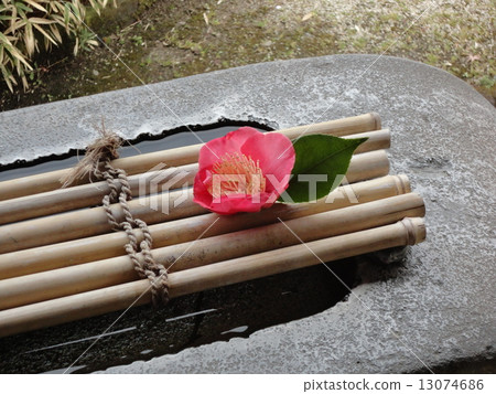Camellia 13074686