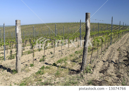 Young Vineyard 13074766
