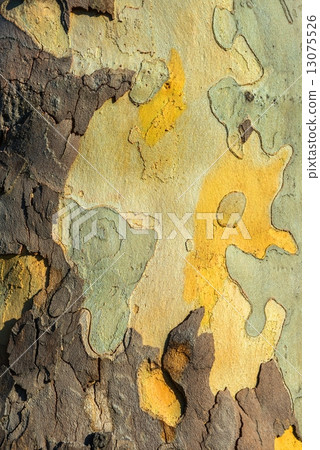 Closeup photo of a tree trunk 13075526
