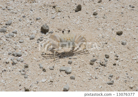 Mikomasukei crab 13076377