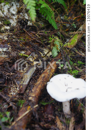 White fungus bed of Giant giant bamboo 13076419