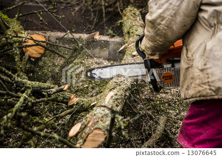 Man sawing a log in his back yard 13076645