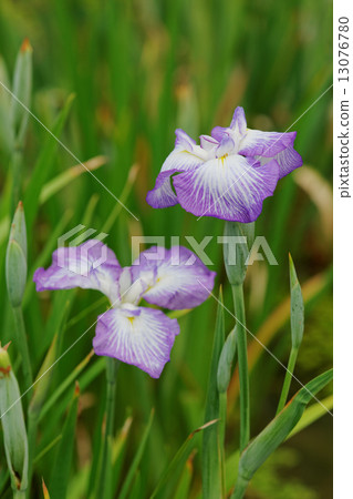 Purple iris of Horikiri iris garden Purple iris of Horikiri iris garden 13076780