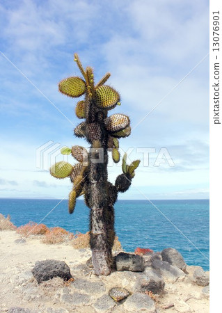生物進化的島嶼，漂浮在太平洋，加拉帕戈斯群島的美麗海洋和仙人掌 13076901